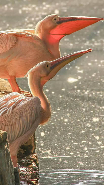 ​10 Largest Birds That Soar The Skies | Times Of India